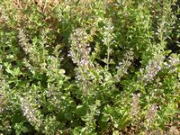 Nepeta mussinii   